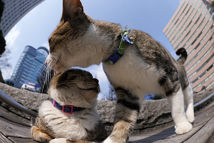 街のねこたち
