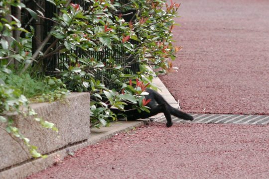 ねこ