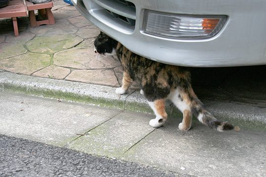 ねこ