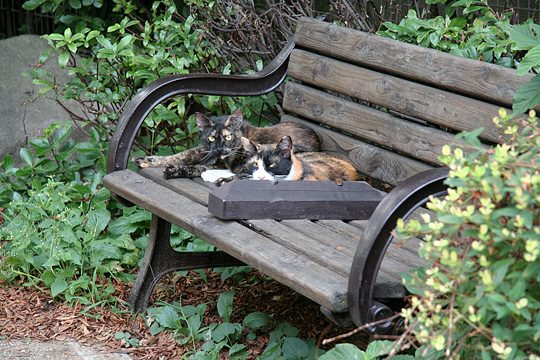ねこ