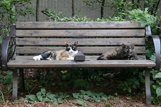 ねこ