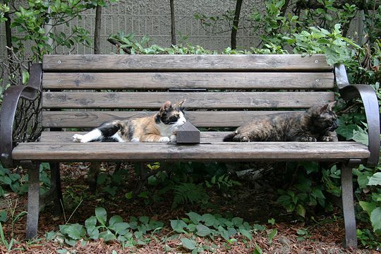 ねこ