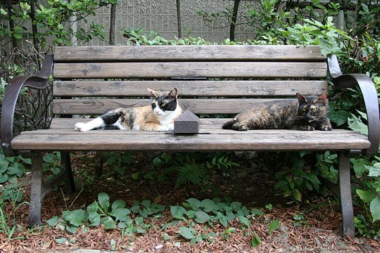 ねこ