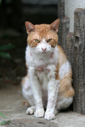 ねこ