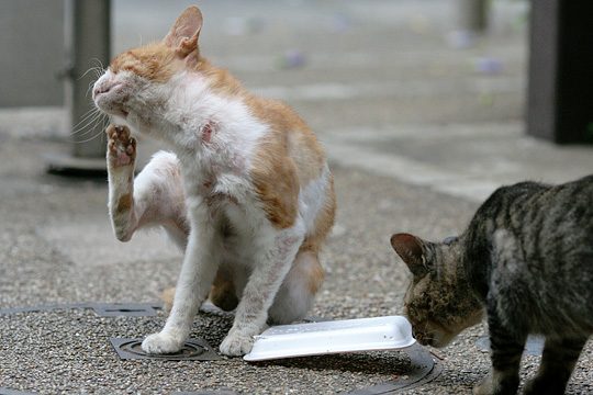 ねこ