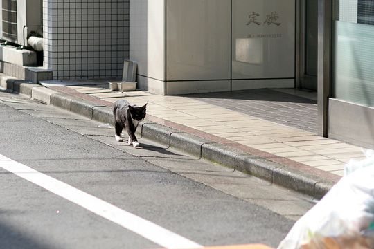 ねこ