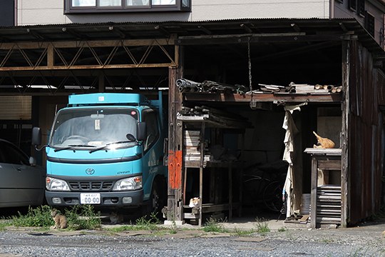 街のねこたち