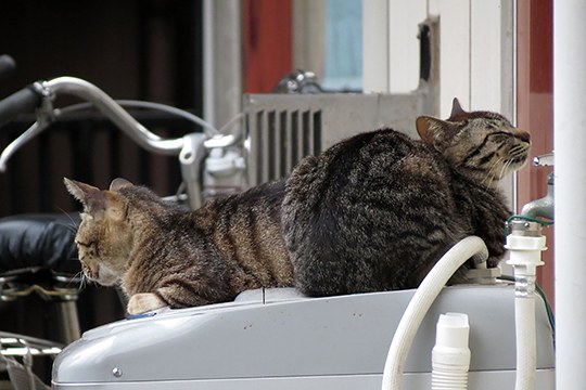 街のねこたち
