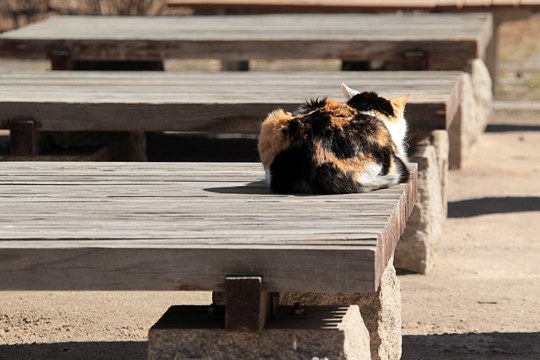 街のねこたち