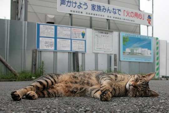 街のねこたち