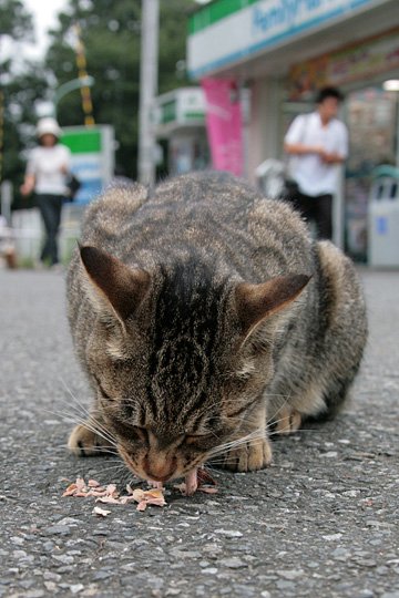 街のねこたち