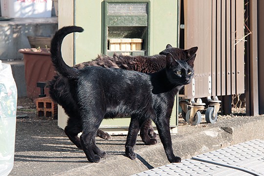 街のねこたち