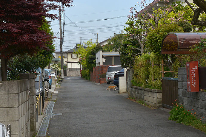 街のねこたち