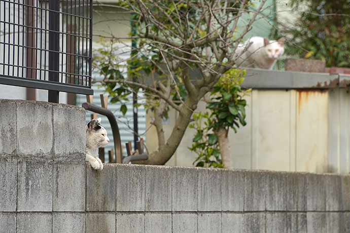 街のねこたち