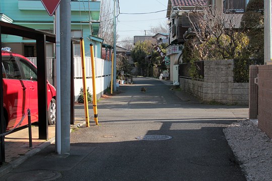 街のねこたち