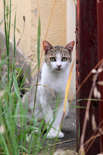 街のねこたち
