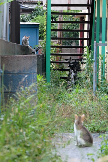 街のねこたち