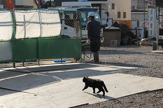 街のねこたち