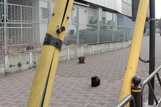 街のねこたち