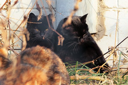 街のねこたち