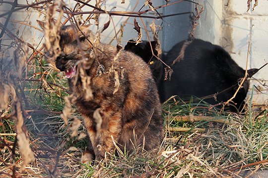 街のねこたち