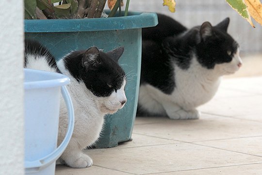 街のねこたち