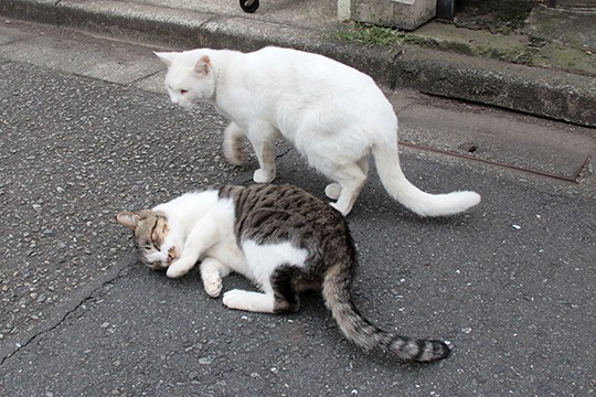 街のねこたち
