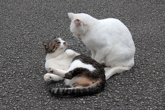 街のねこたち