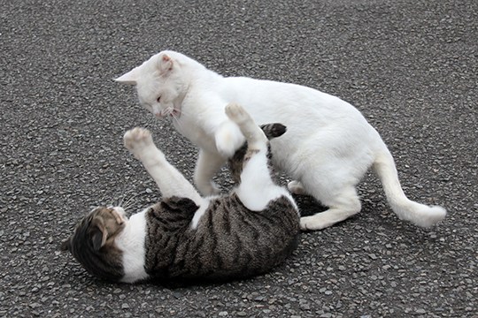 街のねこたち