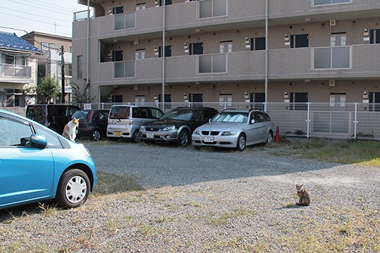街のねこたち