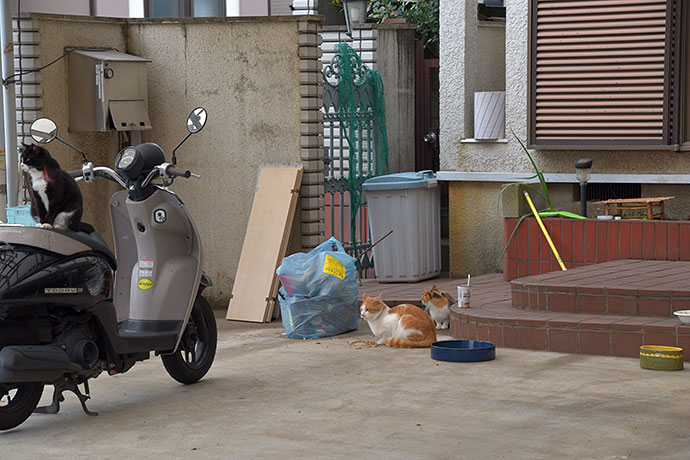 街のねこたち