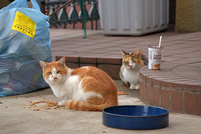 街のねこたち