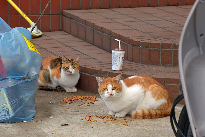 街のねこたち