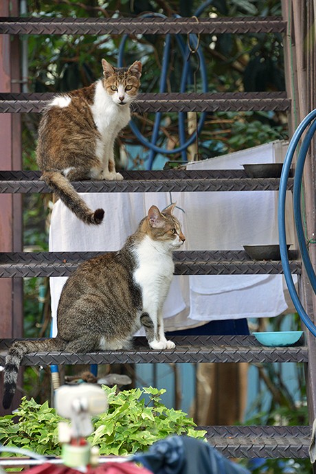 街のねこたち