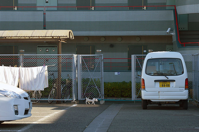 街のねこたち