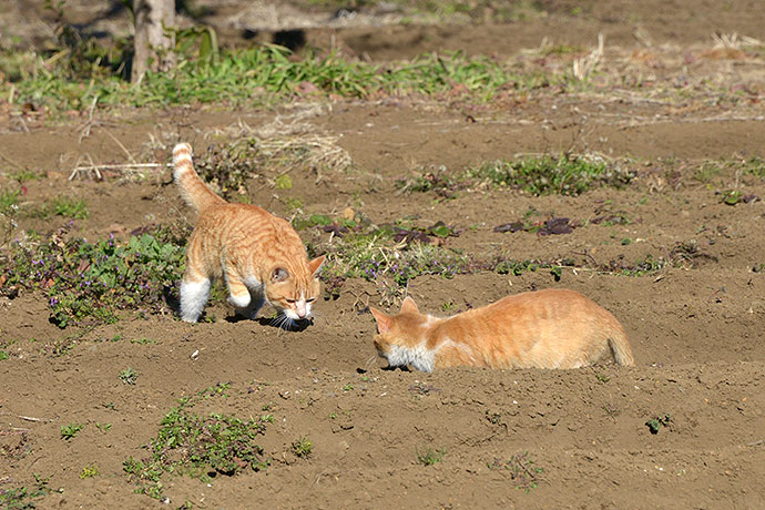 街のねこたち