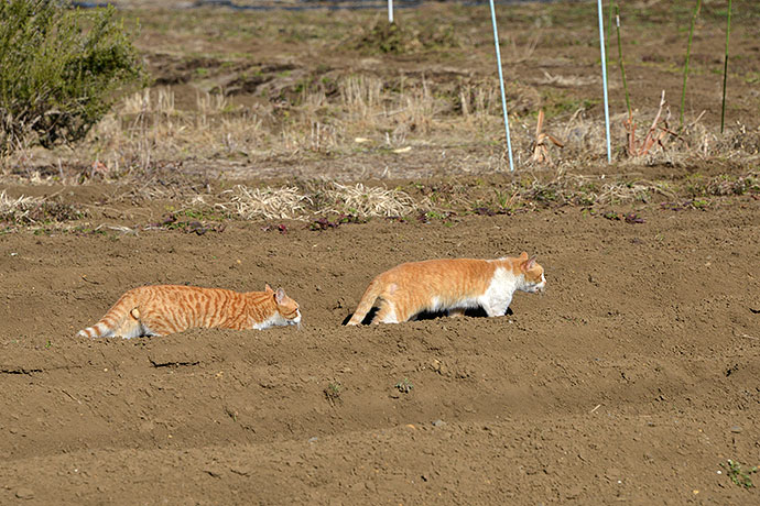 街のねこたち