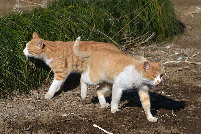 街のねこたち