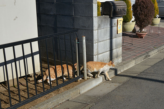 街のねこたち