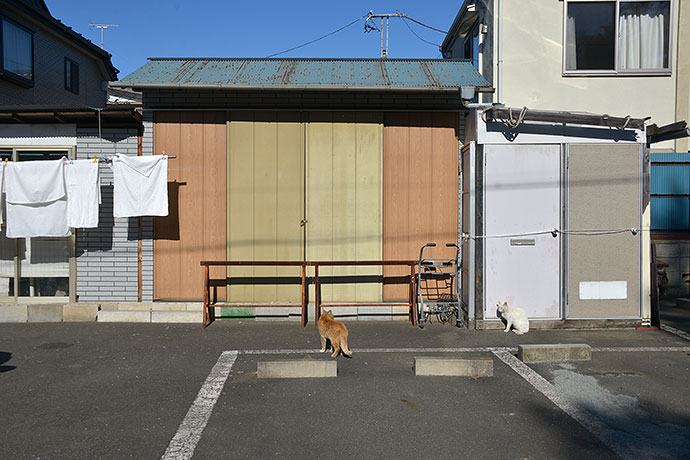 街のねこたち