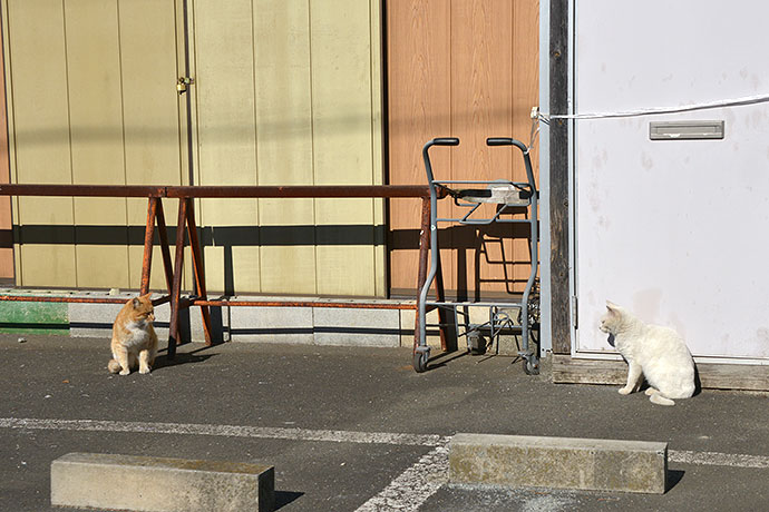 街のねこたち