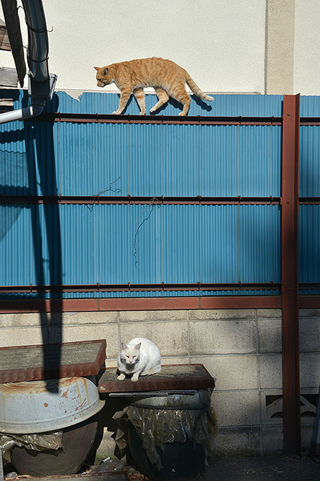 街のねこたち