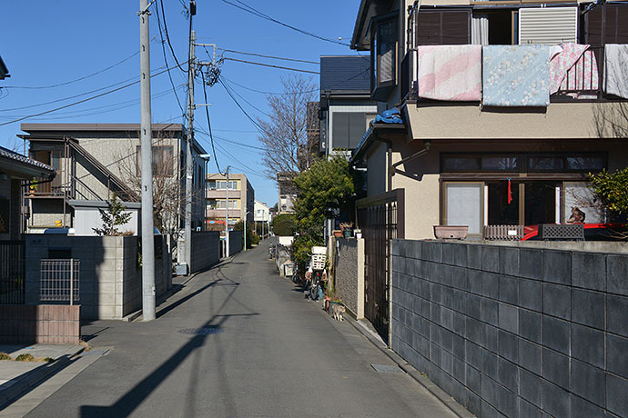 街のねこたち