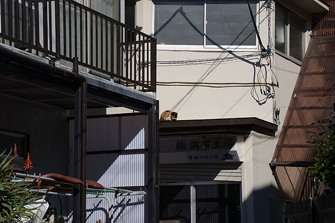 街のねこたち