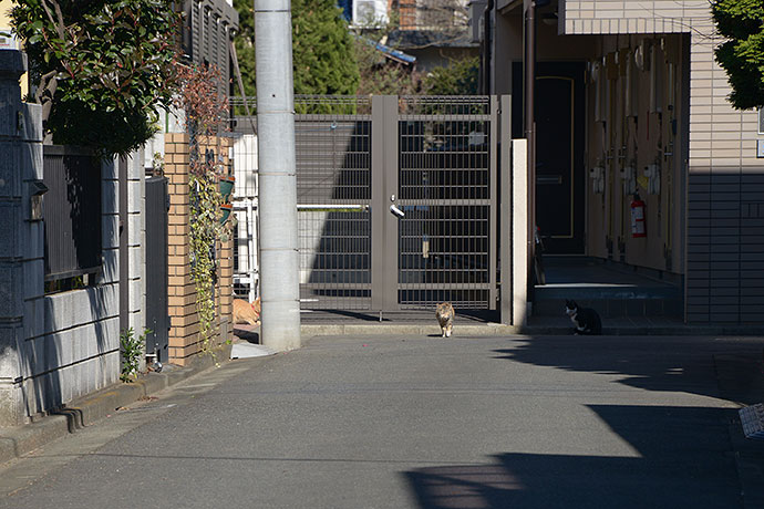 街のねこたち