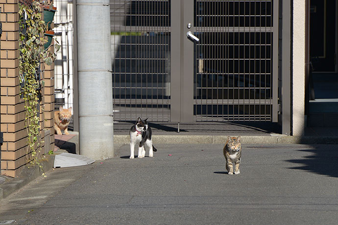 街のねこたち