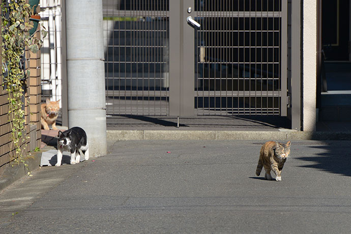 街のねこたち