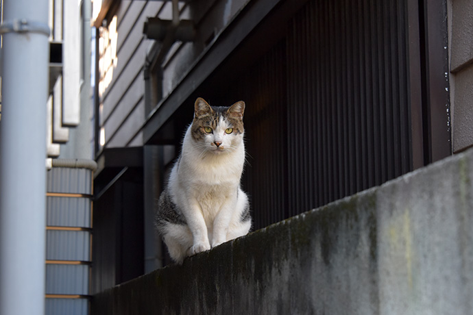 街のねこたち
