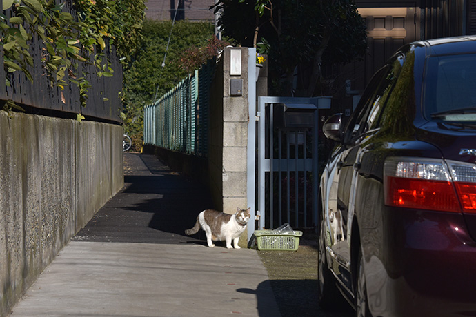 街のねこたち