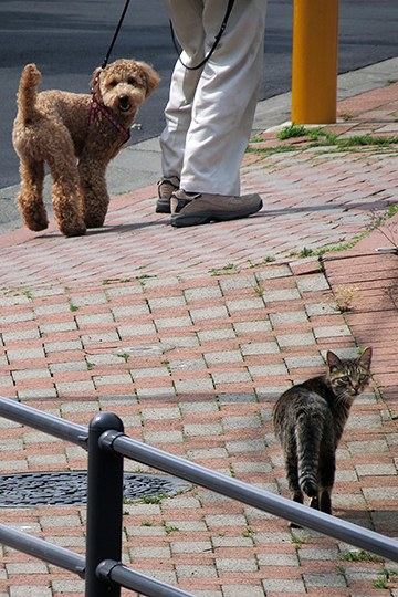 街のねこたち